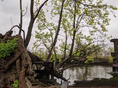 Liriodendron tulipifera