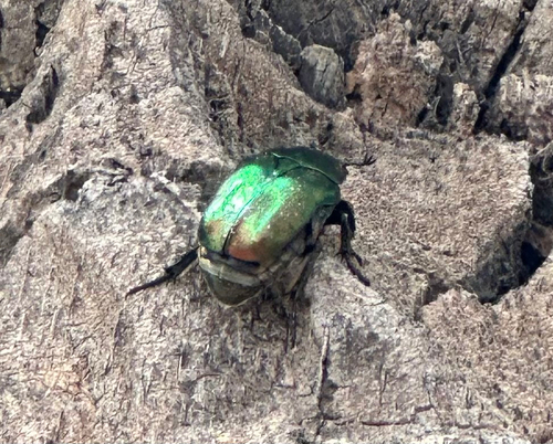 Copper Chafer