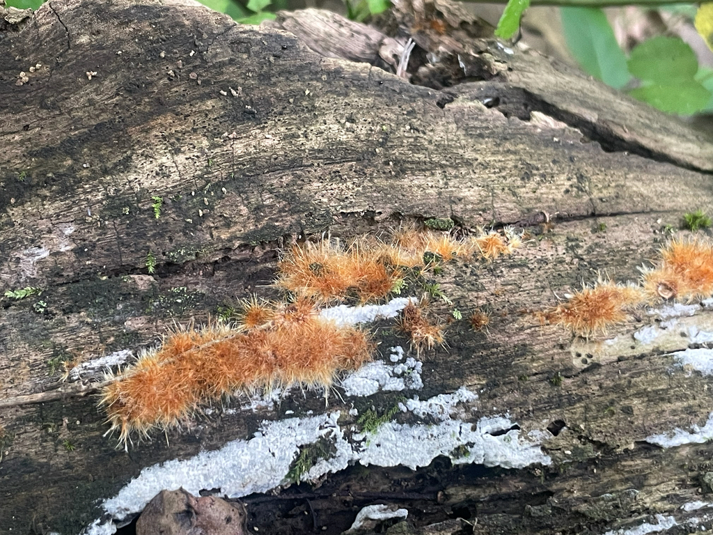 Firerug Inkcap · July 2026 · photo: Photo: no rights reserved · iNaturalist