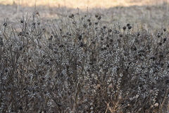 Salix humilis tristis