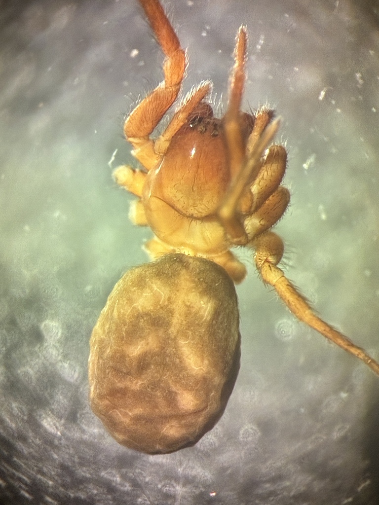 Cybaeopsis pantopla