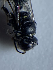 Clitemnestra bipunctata
