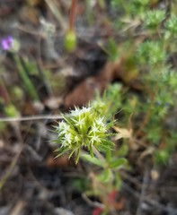 Chorizanthe stellulata