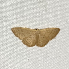 Idaea uniformis