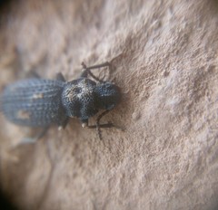 Nyctoporis
