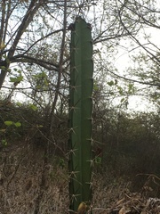 Acanthocereus