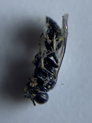 Clitemnestra bipunctata
