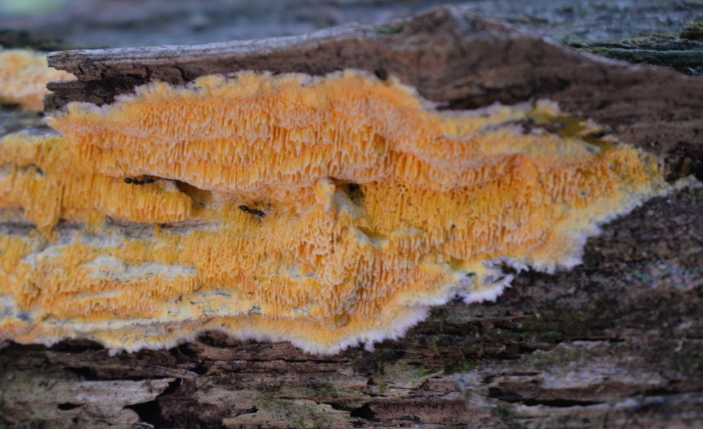 Fibroporia radiculosa