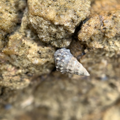 Echinolittorina malaccana image