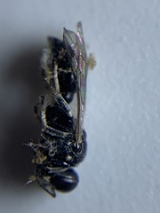 Clitemnestra bipunctata