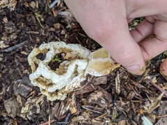 Ileodictyon cibarium