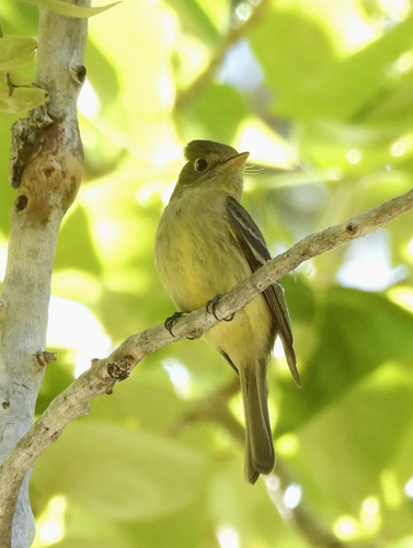 iNaturalist observation photo of Western Flycatcher
