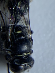 Clitemnestra bipunctata