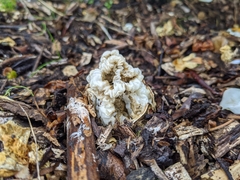 Ileodictyon cibarium