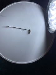 Clitemnestra bipunctata