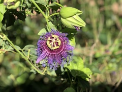 Passiflora cincinnata