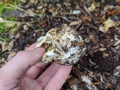 Ileodictyon cibarium