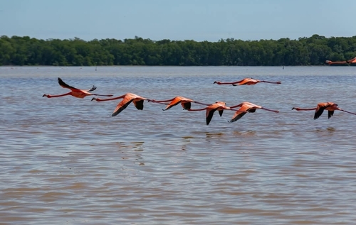 American Flamingo
