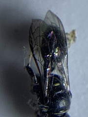 Clitemnestra bipunctata