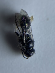 Clitemnestra bipunctata