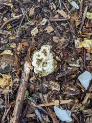 Ileodictyon cibarium