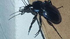 Carabus finitimus