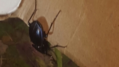Carabus finitimus