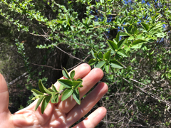 Forestiera ligustrina