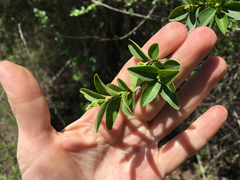 Forestiera ligustrina