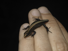 Pholidobolus vertebralis