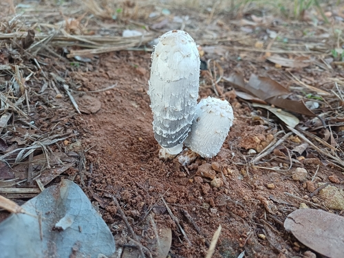Shaggy Mane