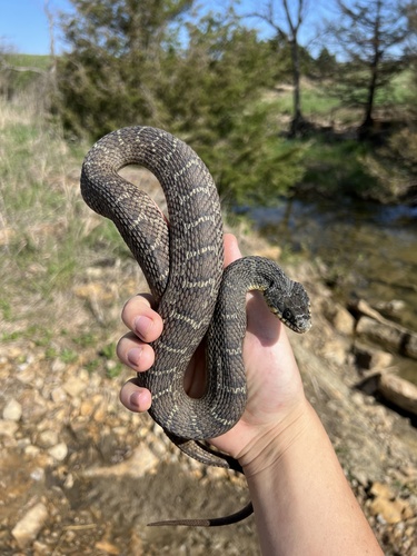 Plain-bellied Watersnake