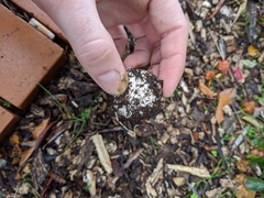 Ileodictyon cibarium