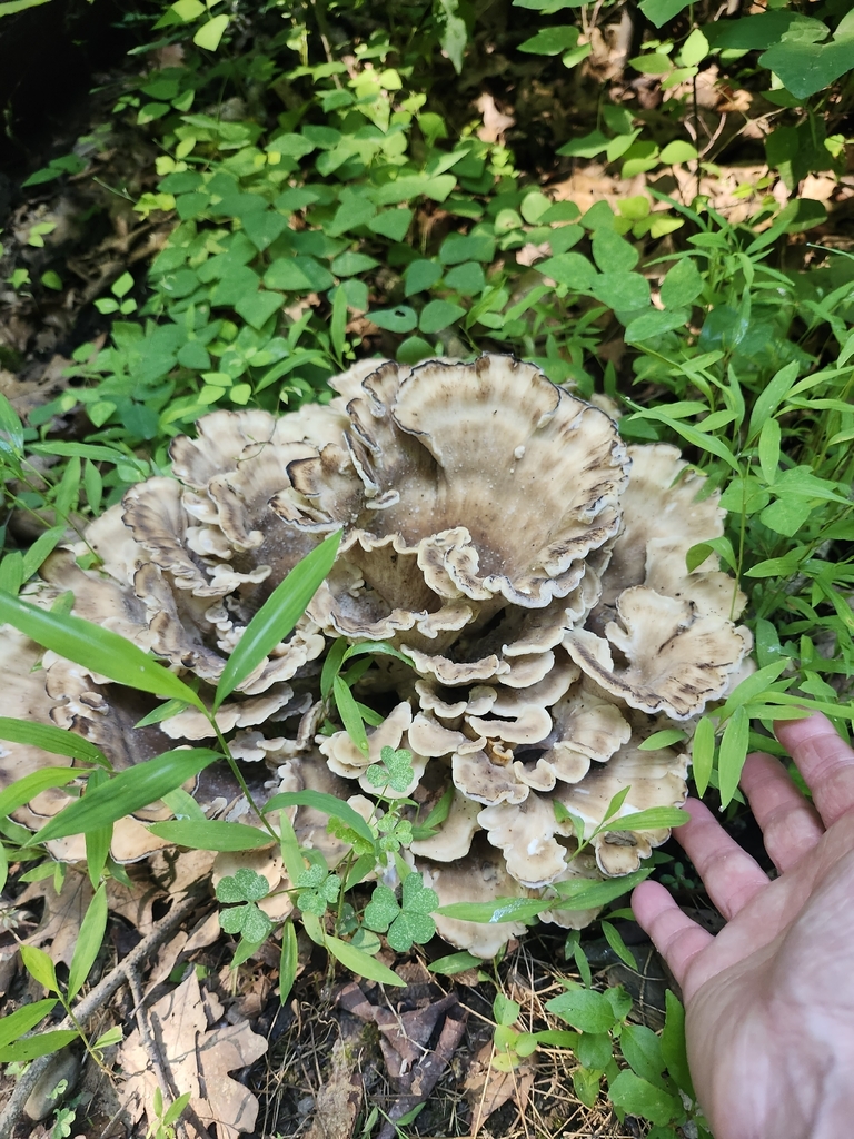 Black-staining Polypore · July 2026 · photo: Photo: no rights reserved · iNaturalist