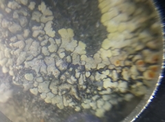Squamulea galactophylla