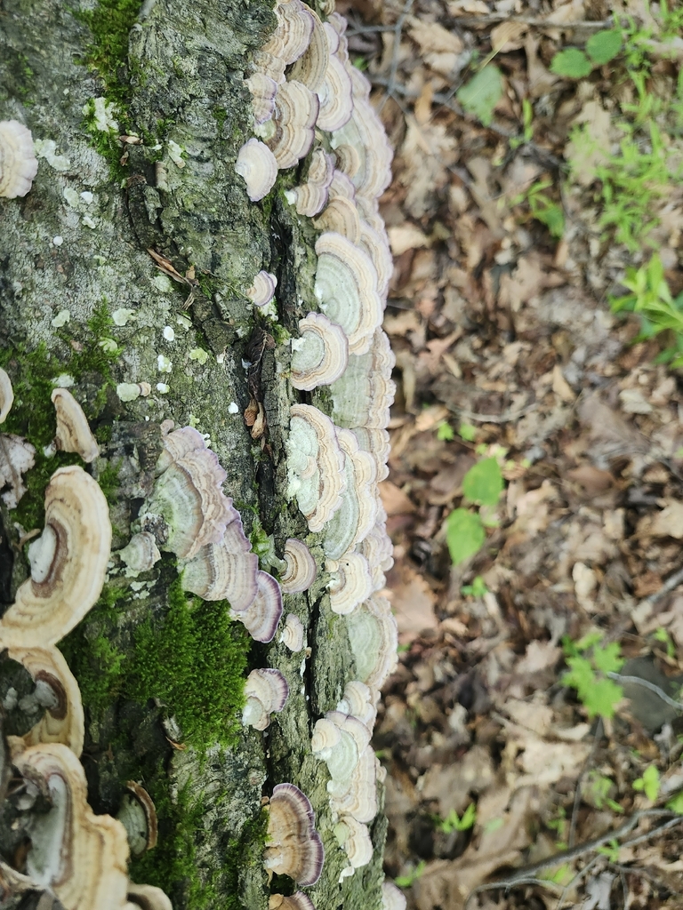 violet-toothed polypore · July 2026 · photo: Photo: no rights reserved · iNaturalist