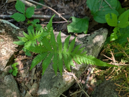 long beech fern