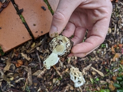 Ileodictyon cibarium