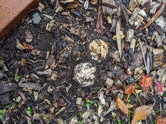 Ileodictyon cibarium