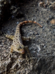 Gonatodes albogularis