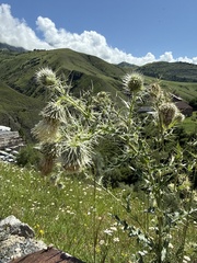 (c) Stanislav Murashkin, some rights reserved (CC BY) Cirsium echinus, photograph (c) Stanislav Murashkin, some rights reserved (CC BY)