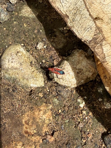 St. Andrew's Cotton Stainer
