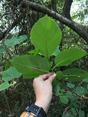 Ehretia dicksonii