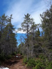 Pinus banksiana image