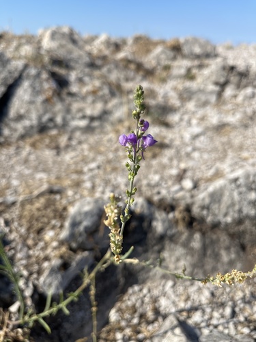 Purple Toadflax