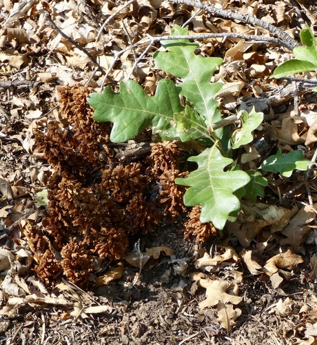 Conopholis alpina, photograph 1