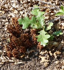 Conopholis alpina