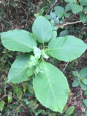 Ehretia dicksonii