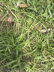 Eremochloa ophiuroides