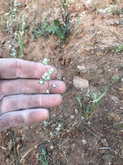 Stylocline gnaphaloides